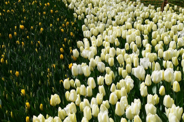 Tulip flower lat Tulip White blooming flowers in a large flower bed