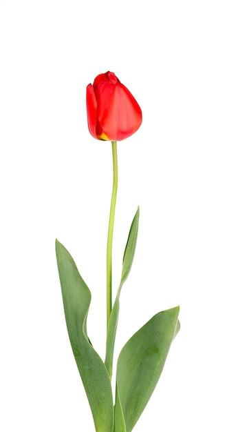 Tulip flower on a long stem with leaves isolated on white surface