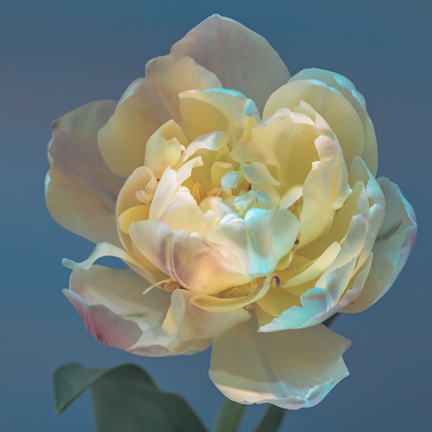 tulip flower in multicolored light