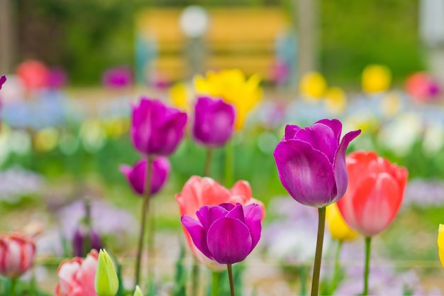 チューリップの花、自然の背景