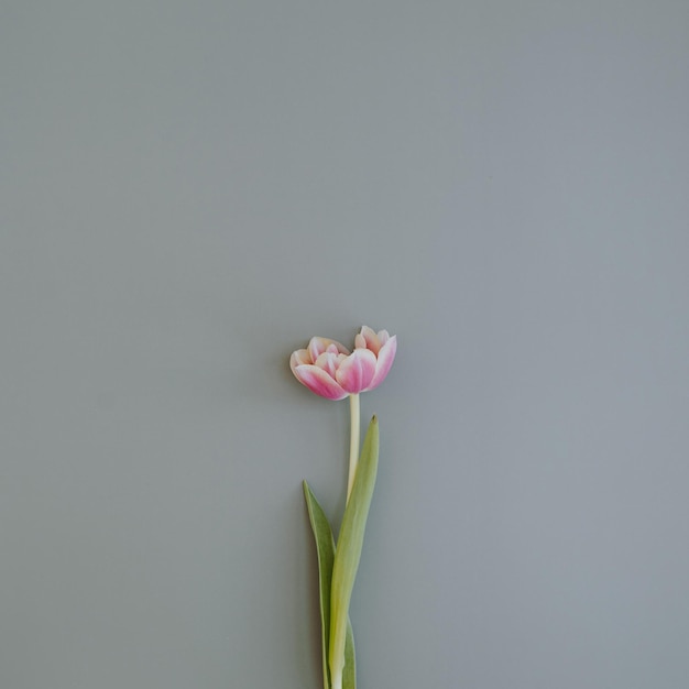 Tulip flower on pastel blue background Flat lay top view