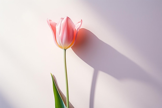 Photo tulip flower on a plain background