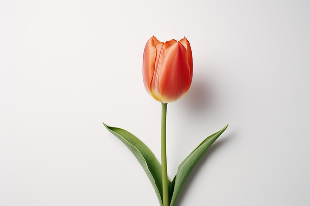 Photo tulip flower on a plain background