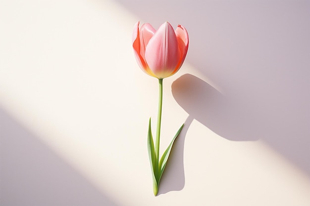 Photo tulip flower on a plain background