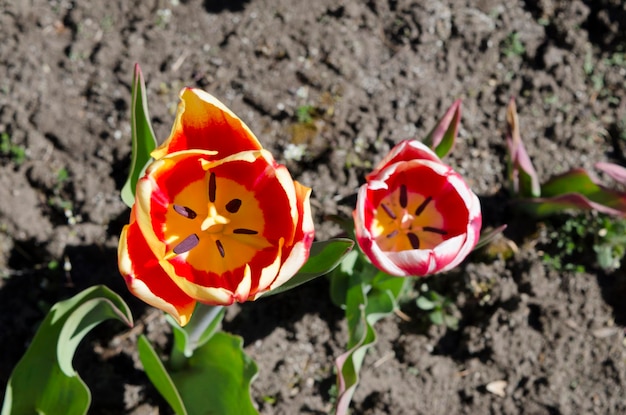 チューリップの花 最近開花した赤と黄色のチューリップ