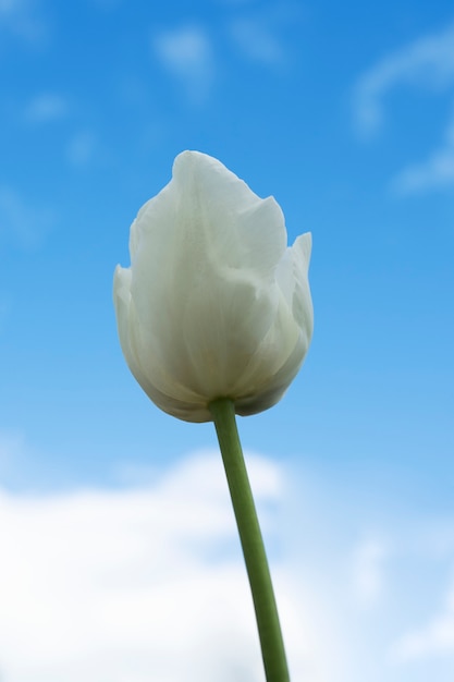 Tulip flower in the sky