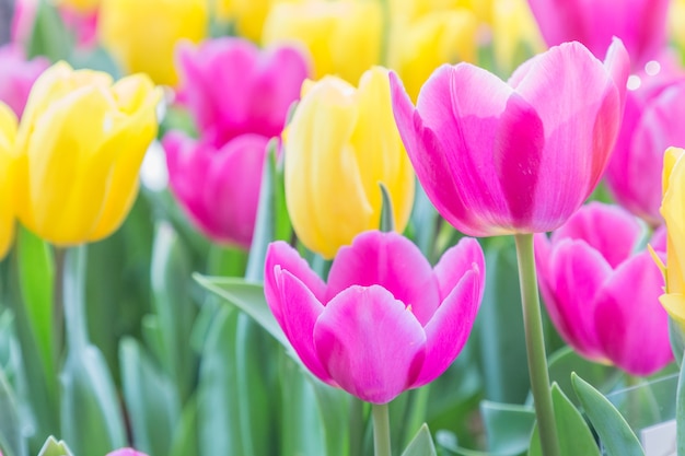 Tulip flower in tulip field with green leaf background at winter or spring day