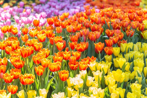 Photo tulip flower in tulip field with green leaf background at winter or spring day.