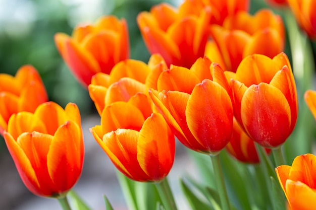 Fiore del tulipano nel campo del tulipano.