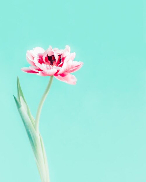 Photo tulip flower on turquoise background copyspace