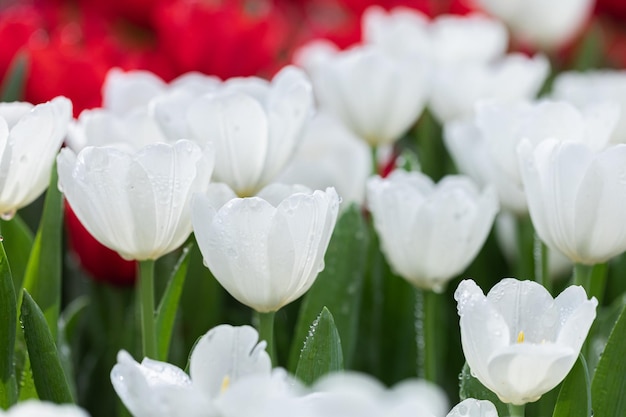 Tulip flower with green leaf background in tulip field at winter or spring day for postcard beauty decoration and agriculture concept design