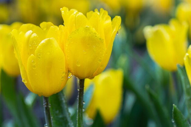 冬または春の日のチューリップ畑の緑の葉の背景を持つチューリップの花。