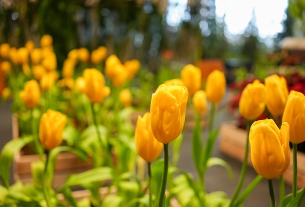 チューリップ畑の緑の葉の背景を持つチューリップの花黄色のチューリップの花