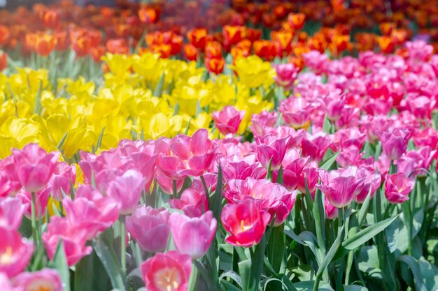 冬または春の日に緑の葉の背景を持つチューリップの花。