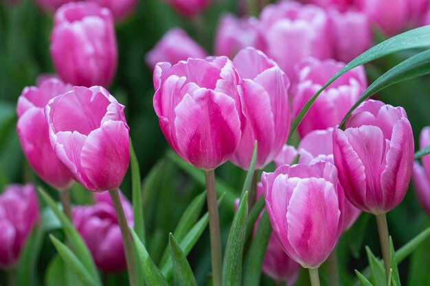 緑の葉の背景を持つチューリップの花