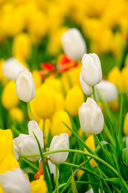 Photo tulip flower with green leaf