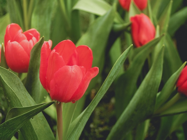 チューリップの花