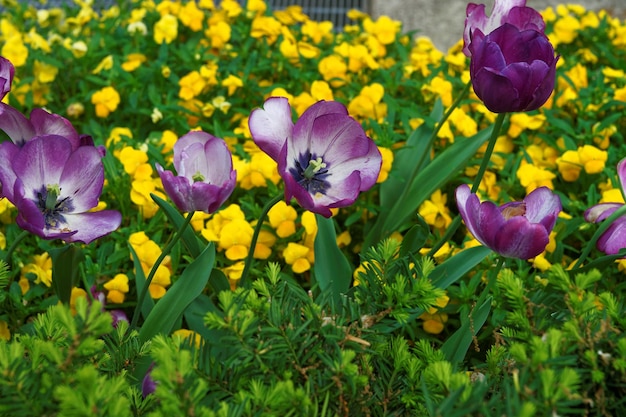 Photo tulip flowerbed and other flowers in the national mall in washington d.c., the united states. the flower were seen in the floral or tulip library which was established in 1969.