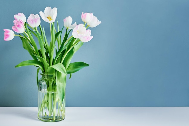 Tulip flowers bouquet in vase on blue background