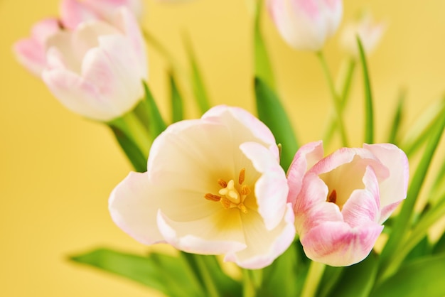 Tulip flowers bouquet on yellow background