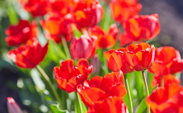 チューリップの花を間近で