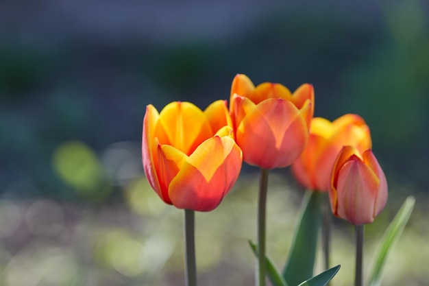 チューリップの花を間近で