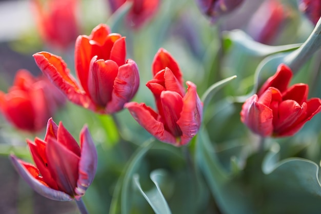 Tulip flowers in close up