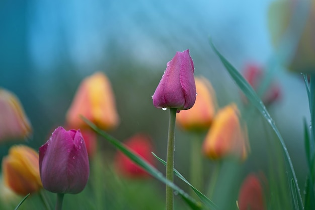 チューリップの花畑チューリップの花色とりどりの庭露のある花