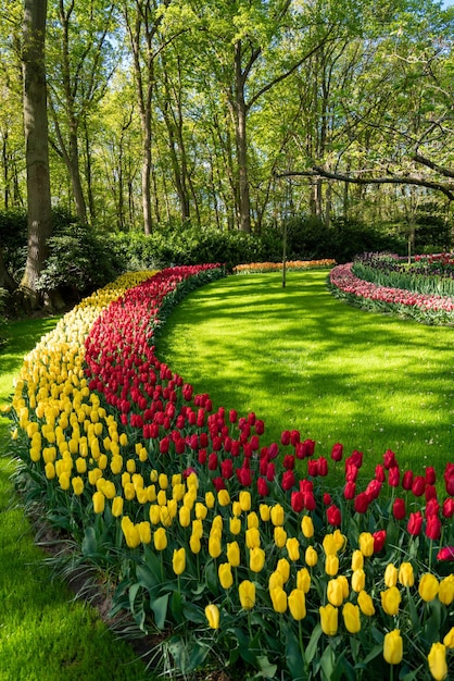 Tulip flowers on flowerbed in city park