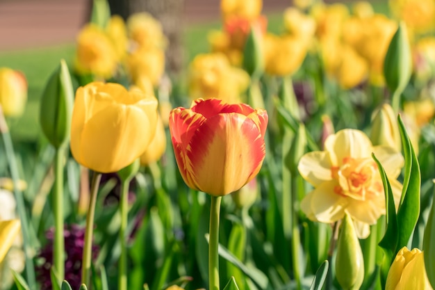 Fiori di tulipano in un giardino