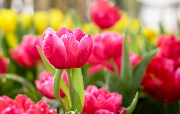 庭のチューリップの花。