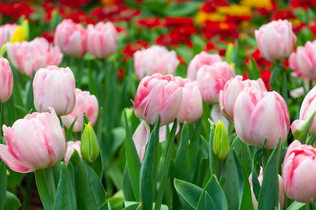 Tulip flowers in garden 