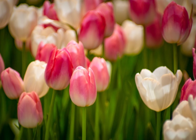 写真 庭のチューリップの花