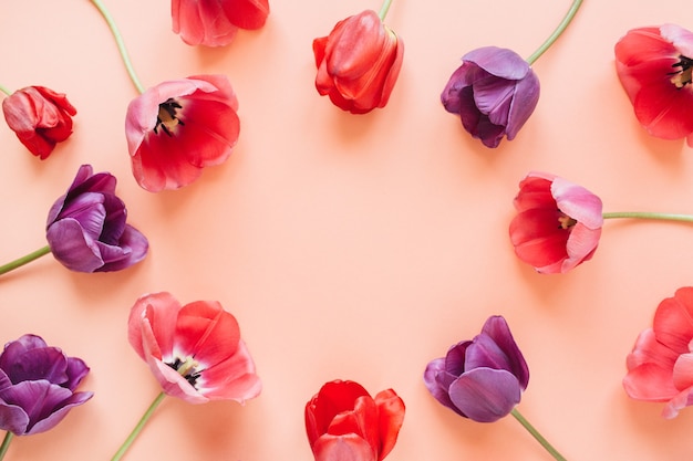 Tulip flowers on living coral