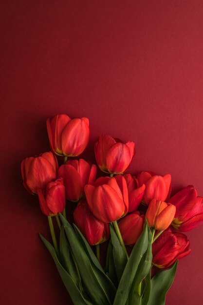 Фото Цветы тюльпана на красном фоне
