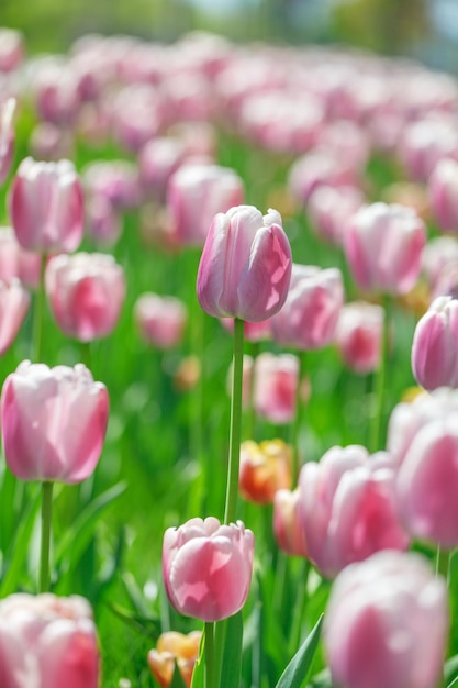 Tulip flowers plants in the city flower beds summer mood bright colors closeup