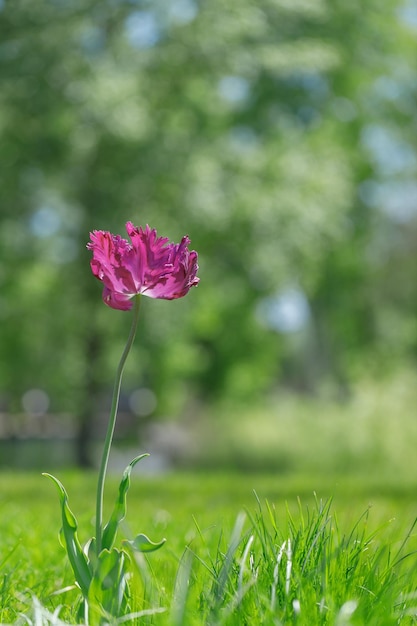 Fiori di tulipano piante in città aiuole estate umore colori luminosi primo piano