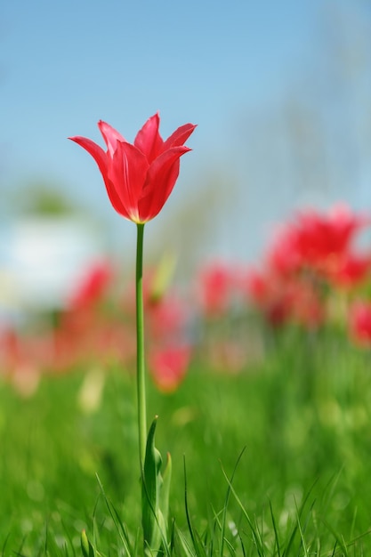 Tulip flowers plants in the city flower beds summer mood bright colors closeup