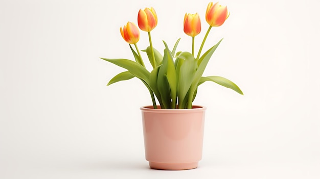 Tulip flowers and pot on white background