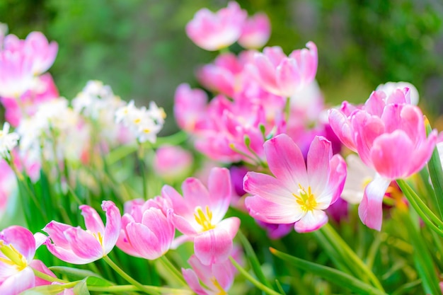 Foto fiori di tulipano fuoco selettivo poco profondo primavera natura sfondo per banner web e card design