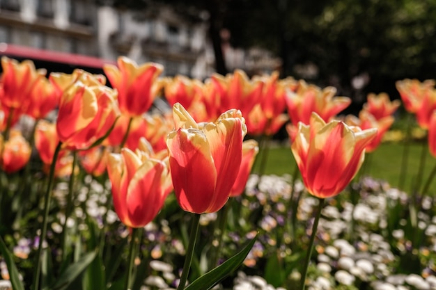 スイスのチューリップの花