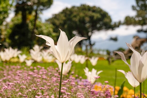 スイスのチューリップの花