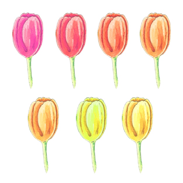 Tulip flowers watercolor set. Clipart with colorful buds and leaves for wedding invitation design