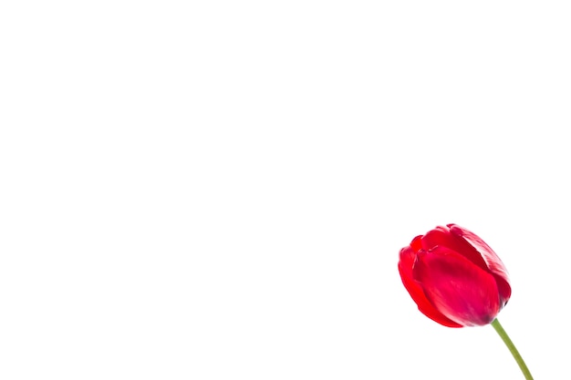 Tulip flowers on white background with space for your text.