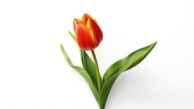 Tulip flowers on white background