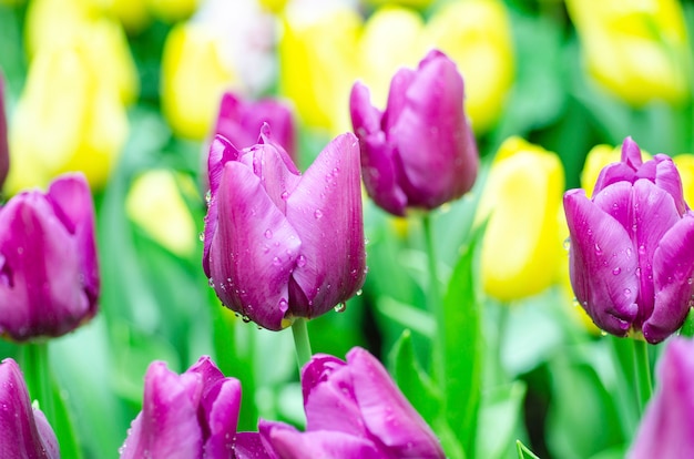 Tulip flowers with blurred pattern background