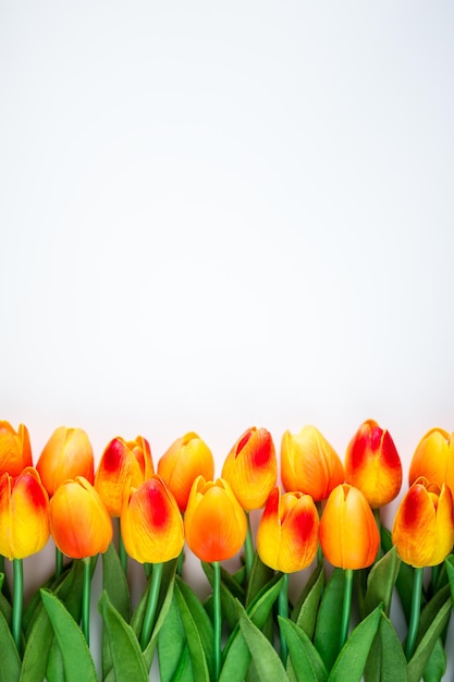 Tulip flowers with copy space over white background