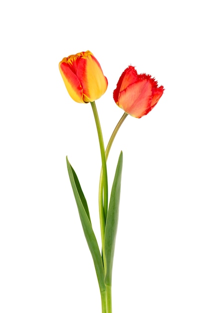 Tulip flowers with leaves, isolated on white surface