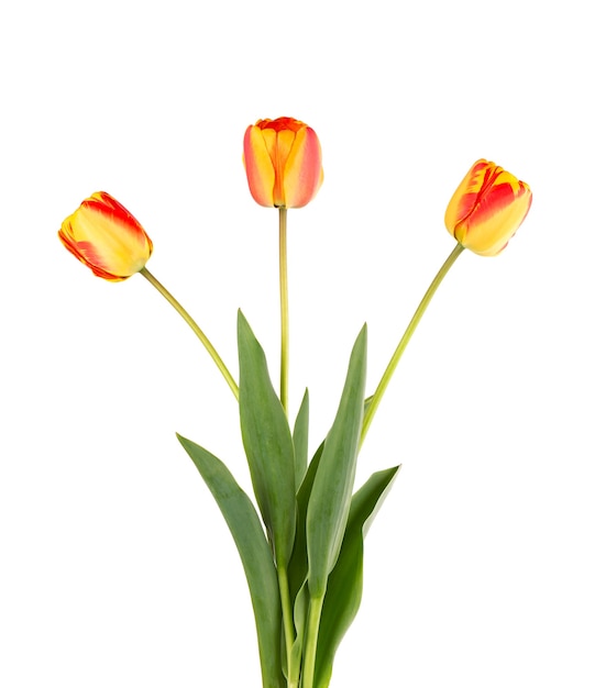 Tulip flowers with leaves isolated on white surface