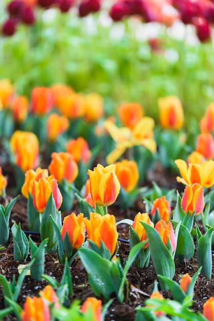 tulip flowers